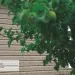 Сайдинг Ю-Пласт TIMBERBLOCK Пихта (Тимберблок) Cахалинская купить в Симферополe